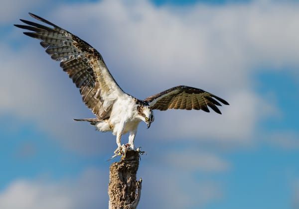Osprey - Balbuzard Pêcheur
