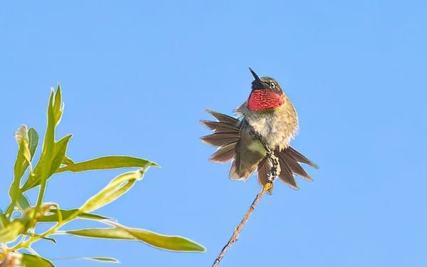 Hummingbird
