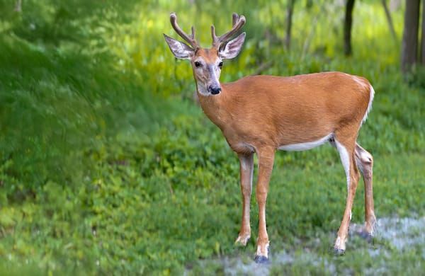 Deer