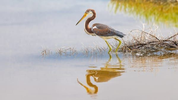 Herons