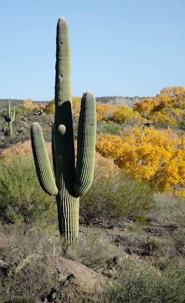 Cactus