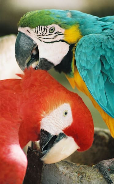 Birds
