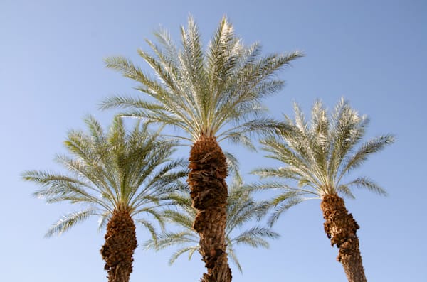 Trees