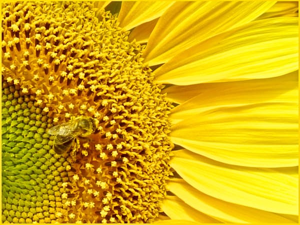Bee Here Now Photography Art | True Nature Photography