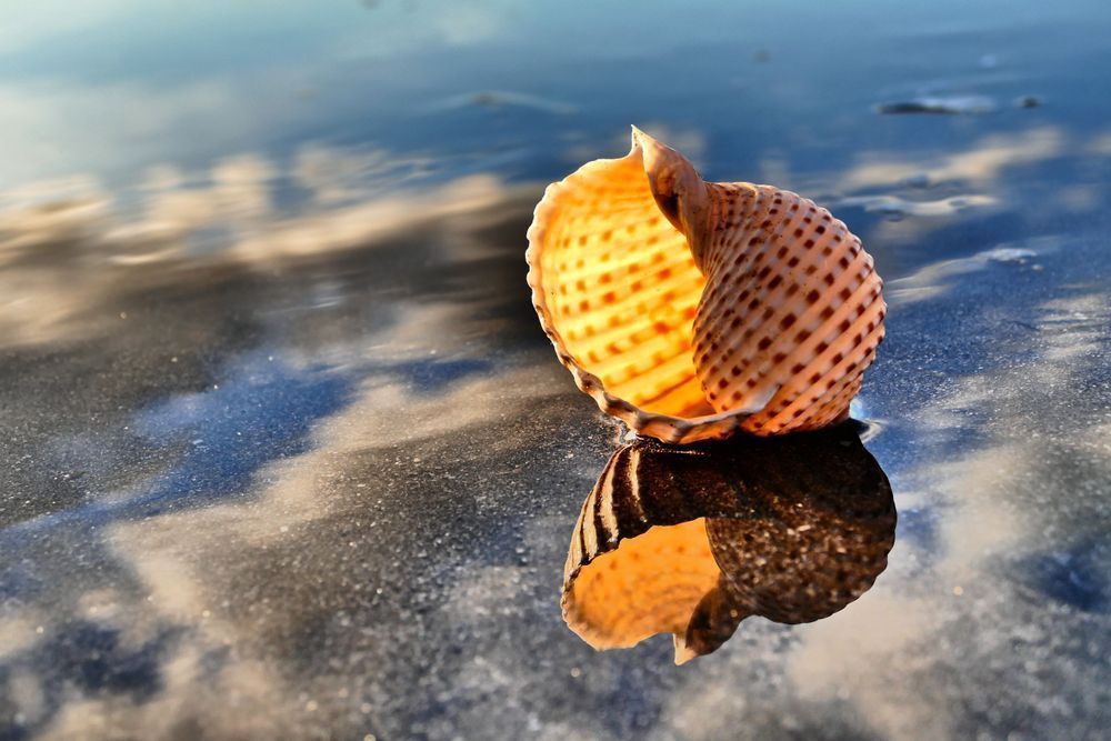 Beauty On The Beach Photography Art | True Nature Photography