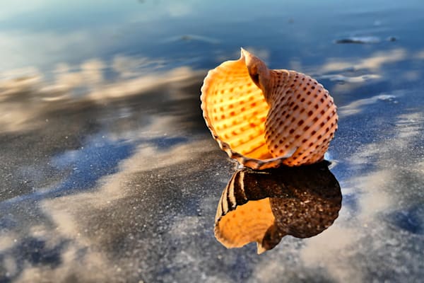 Beauty On The Beach Photography Art | True Nature Photography