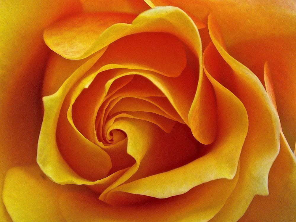 Apricot Rose Photography Art | True Nature Photography