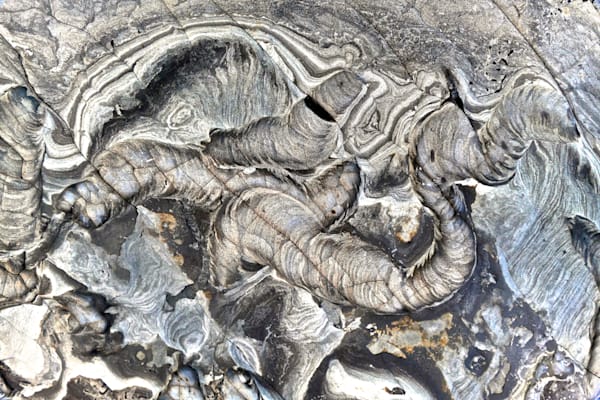 Ancient And Alive Photography Art | True Nature Photography