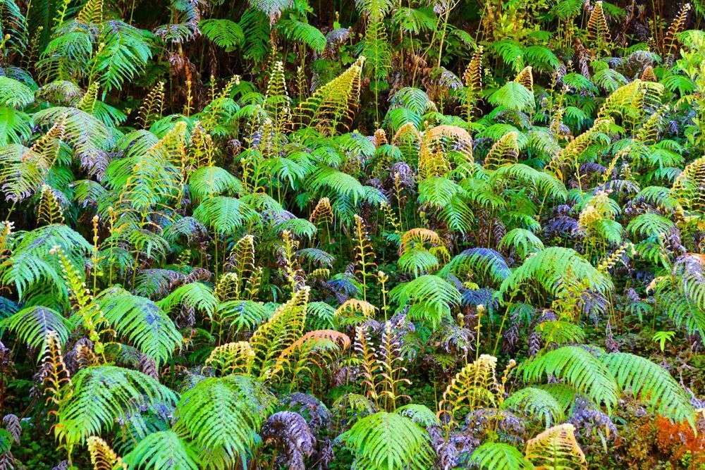 Ferns Unfolding Photography Art | True Nature Photography