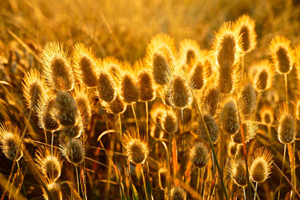 Haloed Moment Photography Art | True Nature Photography