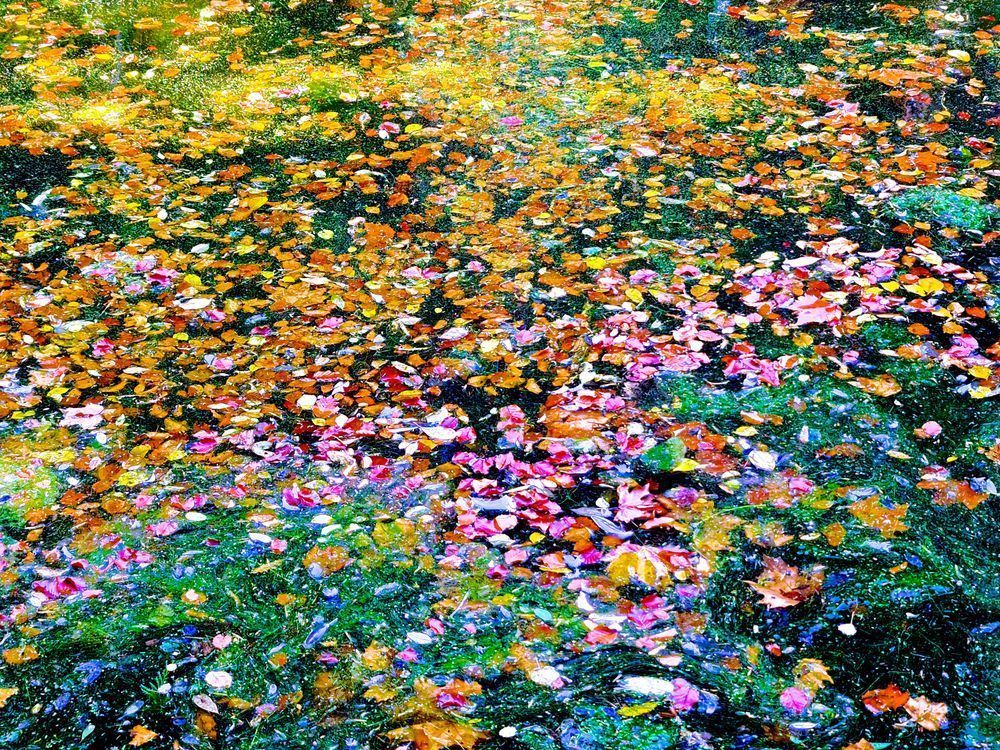 Impressionism Imagined Photography Art | True Nature Photography