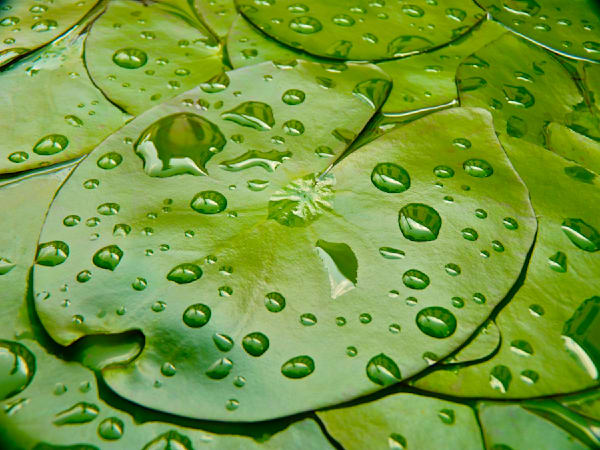 One Drop East Photography Art | True Nature Photography