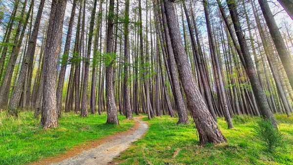 Pathways