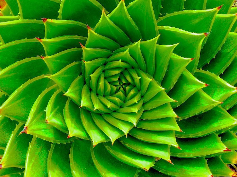 Life Spiral Photography Art | True Nature Photography