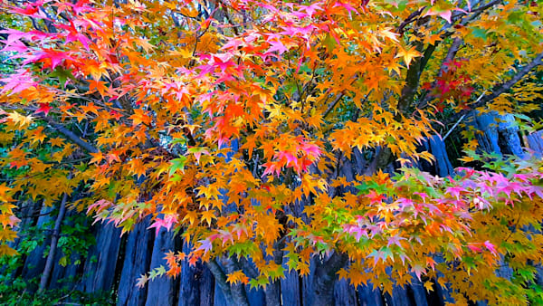 Maple Mosaic Photography Art | True Nature Photography