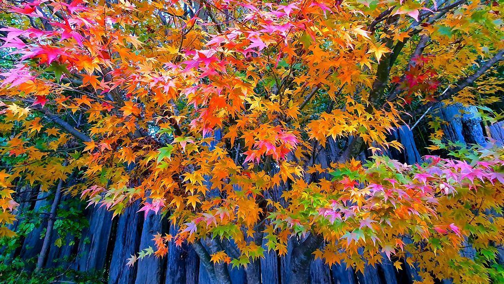 Maple Mosaic Photography Art | True Nature Photography