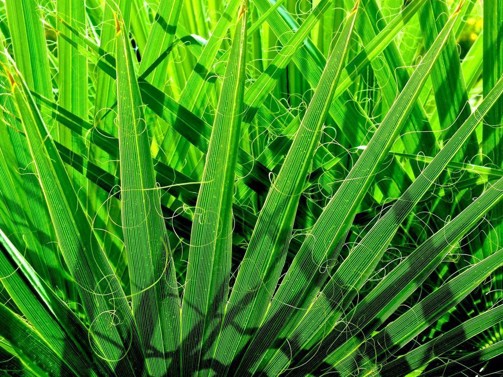 Matrix Of Green Photography Art | True Nature Photography