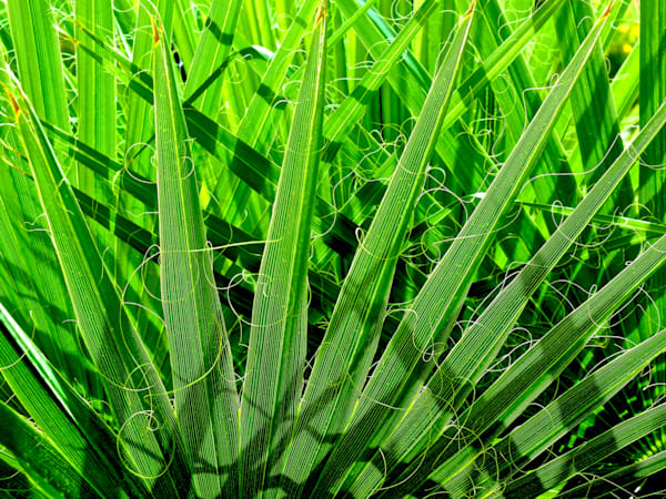 Matrix Of Green Photography Art | True Nature Photography