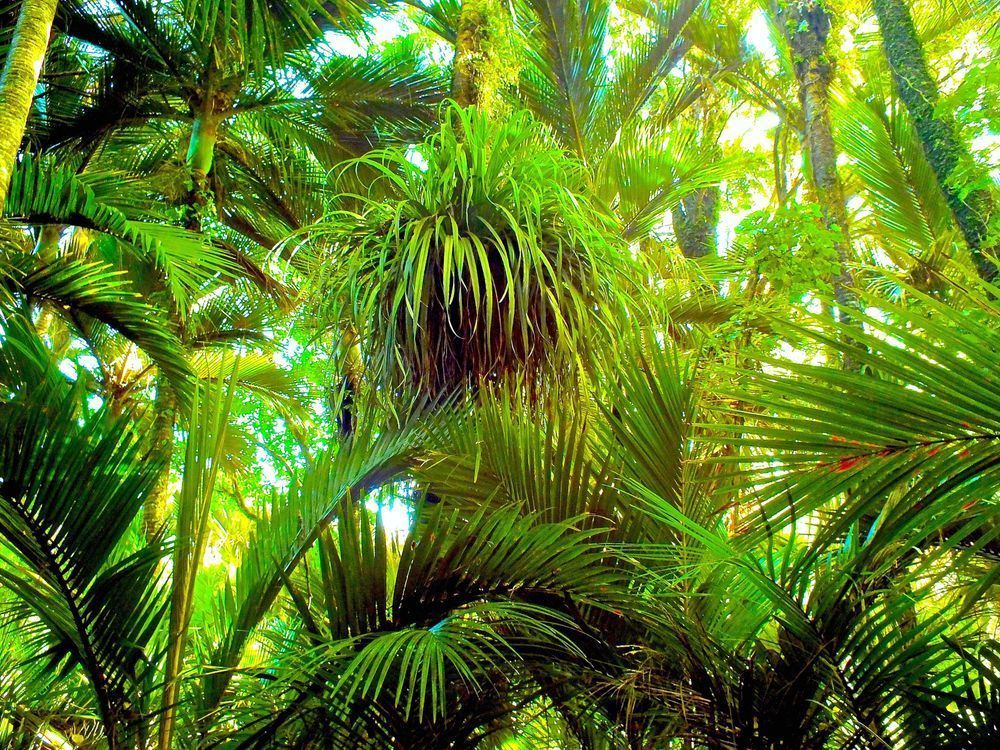 Rainforest Grove Photography Art | True Nature Photography