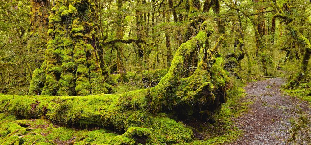 Rainforest Moss Photography Art | True Nature Photography