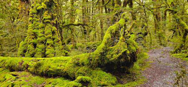 Rainforest Moss Photography Art | True Nature Photography