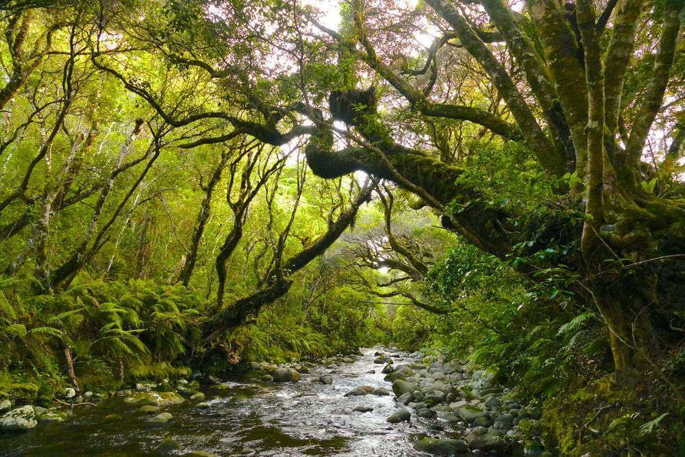 River Guardians Photography Art | True Nature Photography