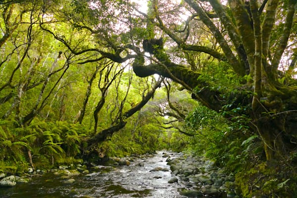 River Guardians Photography Art | True Nature Photography