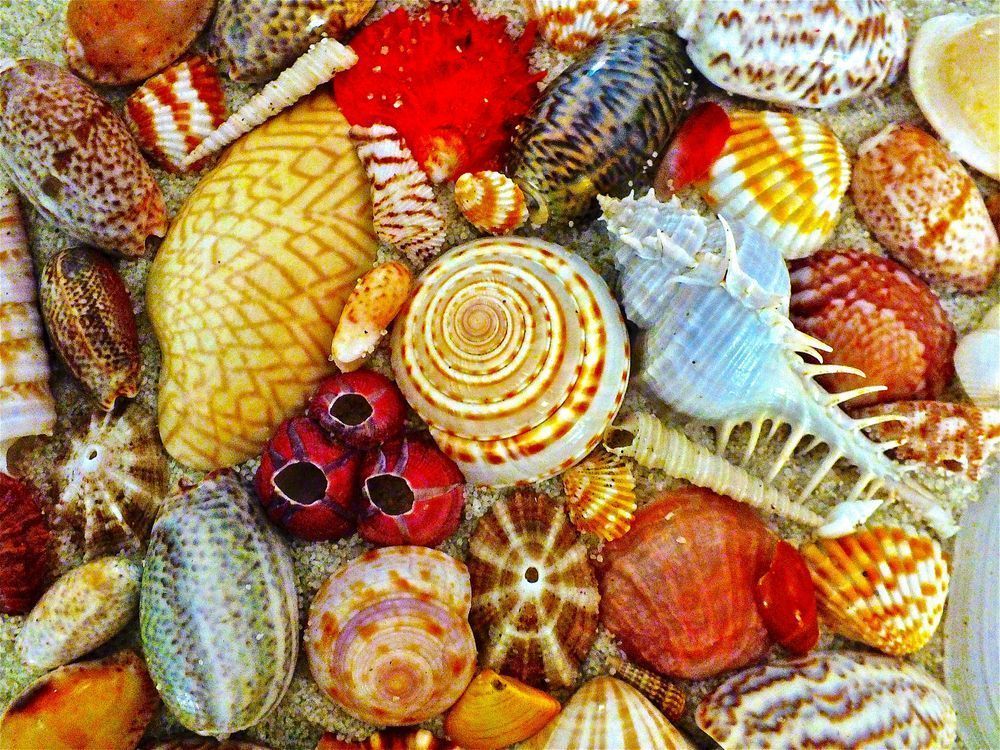 Seashore Splendour Photography Art | True Nature Photography