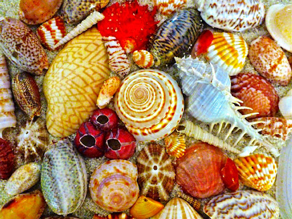 Seashore Splendour Photography Art | True Nature Photography
