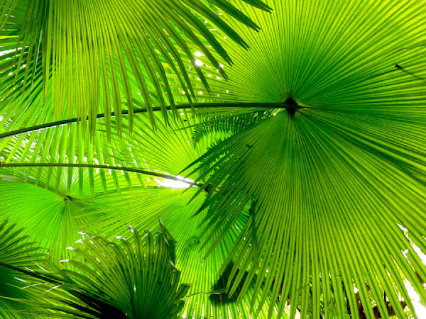 Vitamin Green Photography Art | True Nature Photography