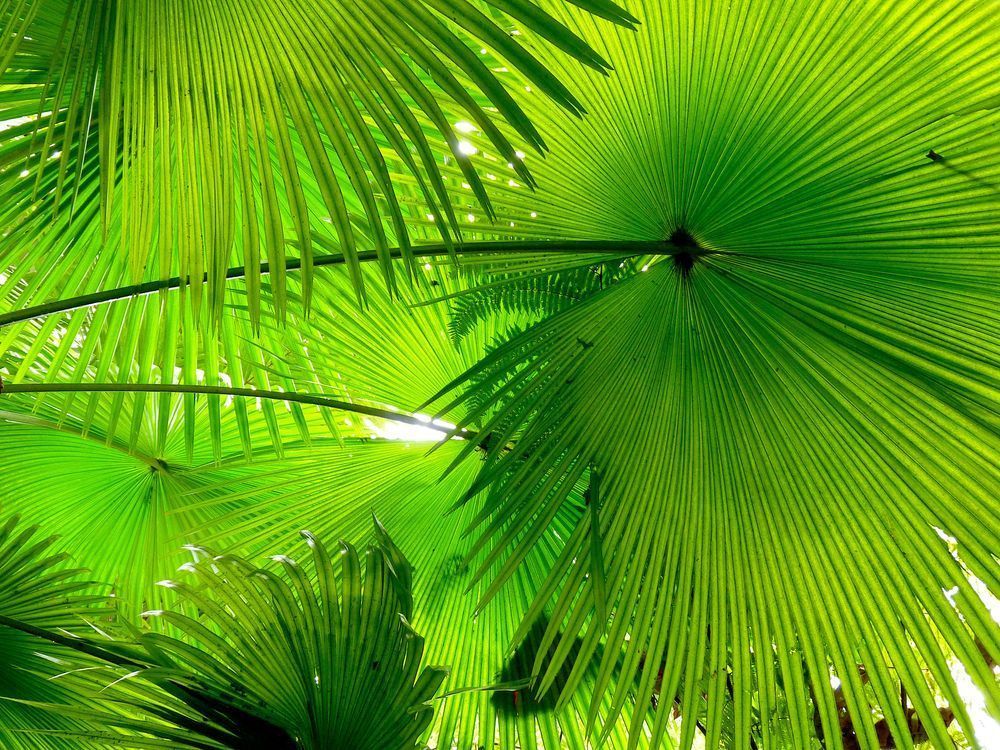 Vitamin Green Photography Art | True Nature Photography