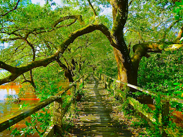 Walk This Way Photography Art | True Nature Photography