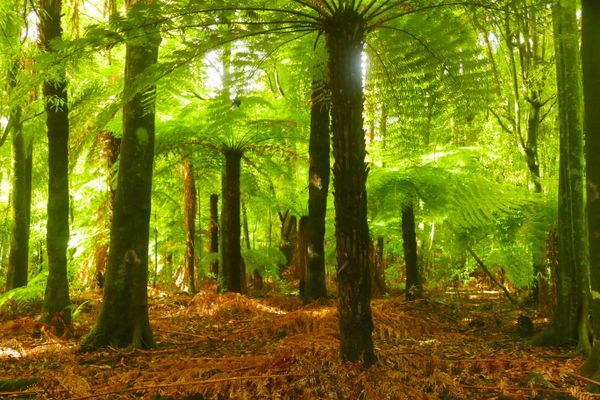 Rainforest