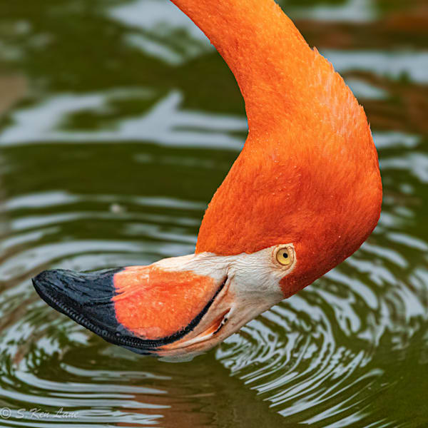 Wildlife