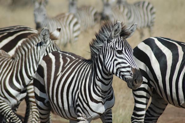 Zebra Photography Art | Claire Wayte Fine Art Photography
