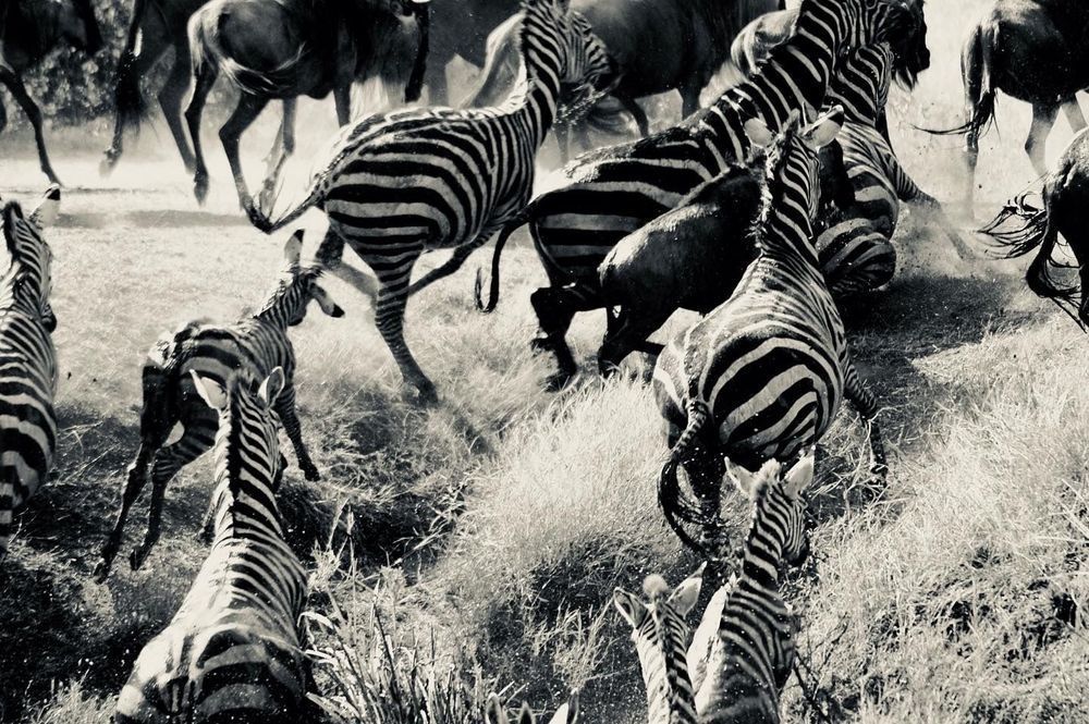Herd Escaping Photography Art | Claire Wayte Fine Art Photography