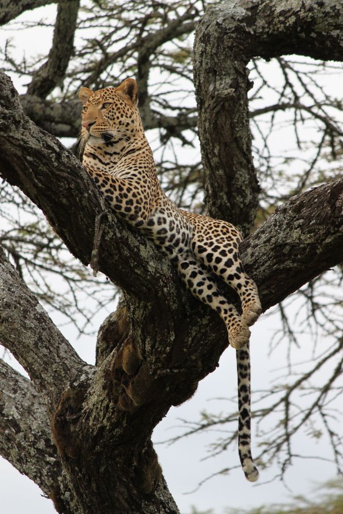 East Africa 2011 536 Photography Art | Claire Wayte Fine Art Photography