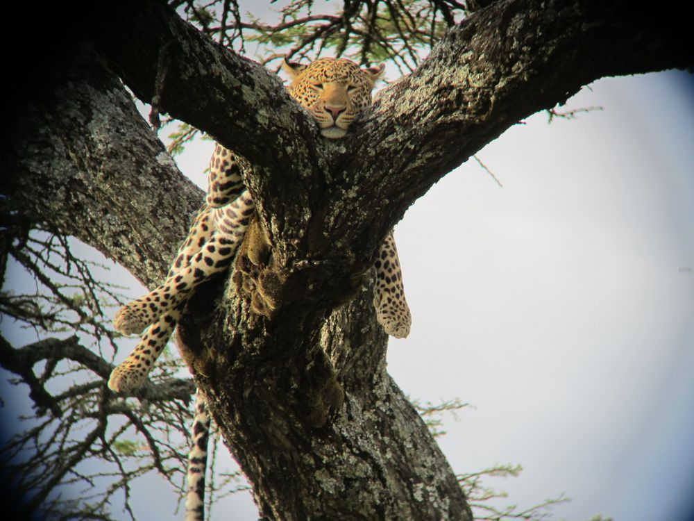 East Africa 2011 533 Photography Art | Claire Wayte Fine Art Photography