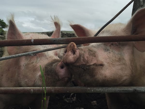 Farmyard Animals