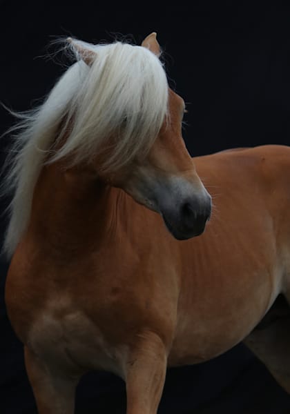 Dark Blonde Horse #1 | Claire Wayte Fine Art Photography