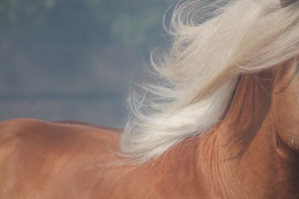 Power Blonde #1 | Claire Wayte Fine Art Photography