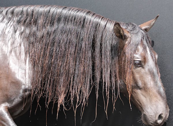 Dark Horse Power Photography Art | Claire Wayte Fine Art Photography