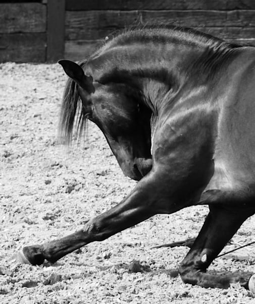 Lone Stallion#2 | Claire Wayte Fine Art Photography
