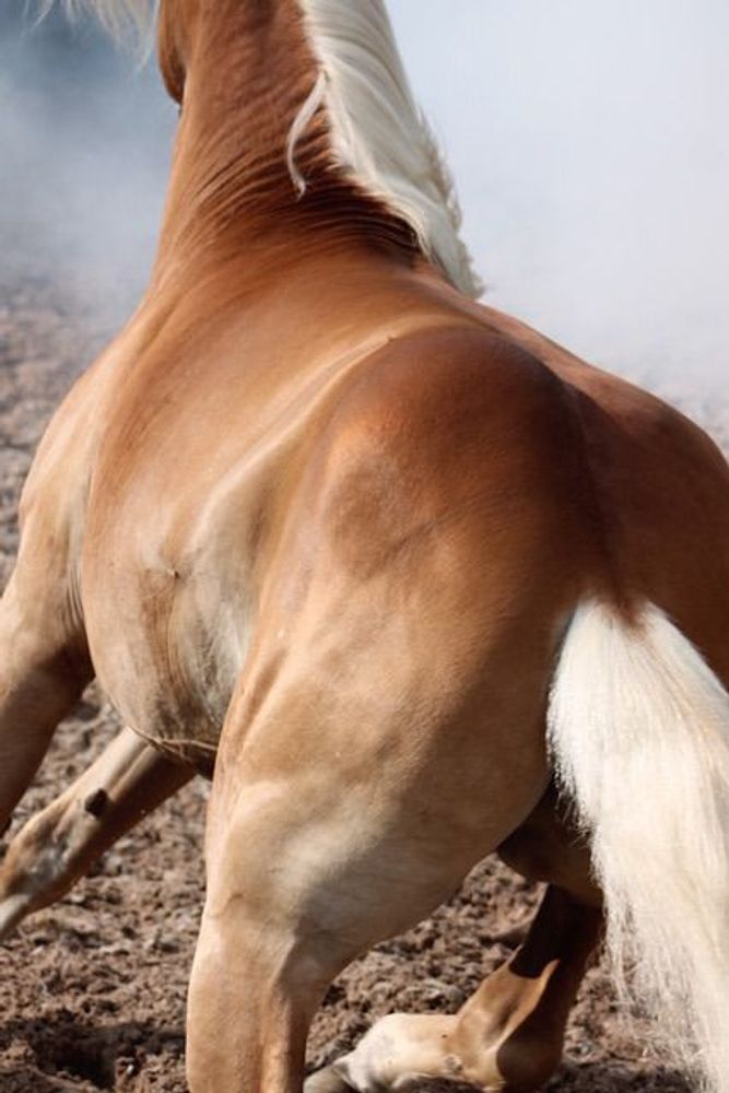 Blonde Horse Power