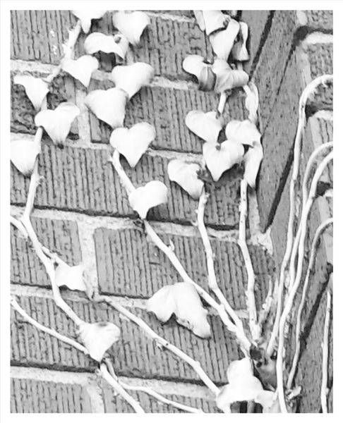 Cling Photography Art | Levz Art