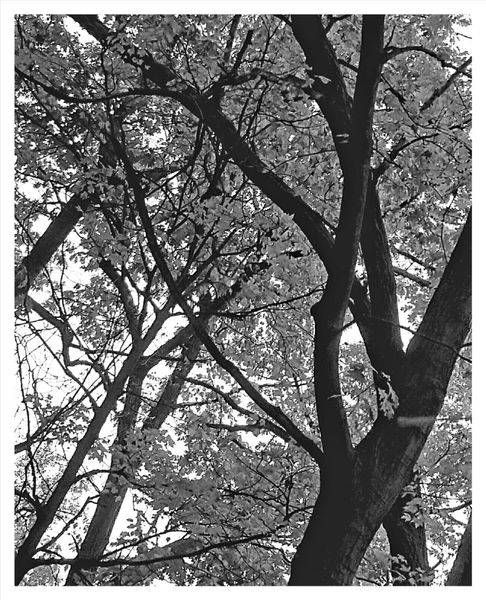 Intertwined Photography Art | Levz Art