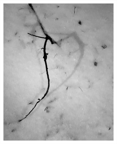 Twig Photography Art | Levz Art