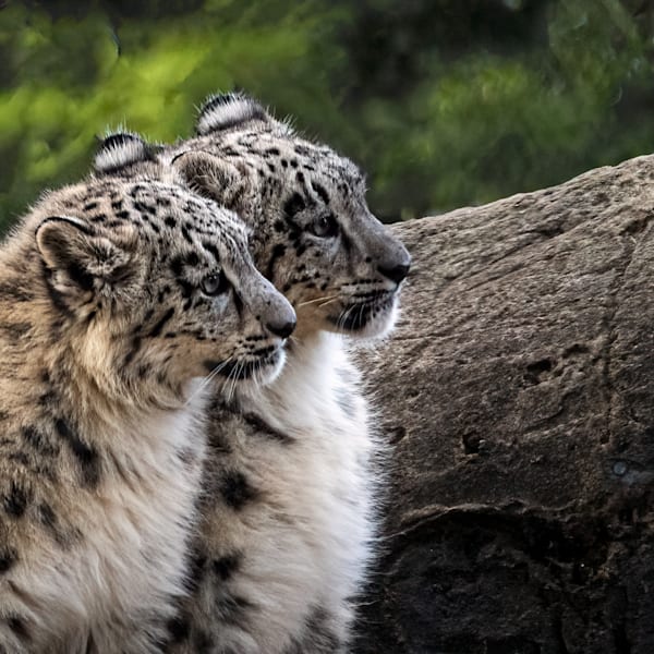 Wildlife