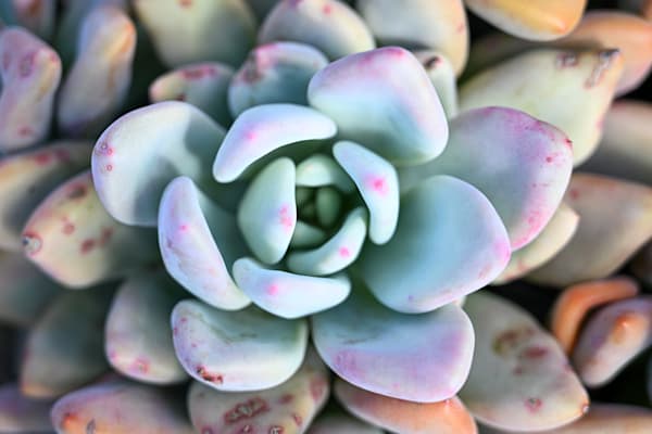 Blush Tipped Succulent Spiral Art | McClean Photography