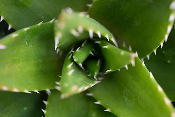 Spiral Of Thorns Art | McClean Photography